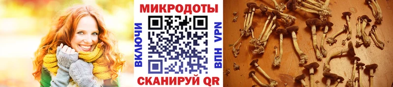 закладки  Черногорск  Псилоцибиновые грибы ЛСД 