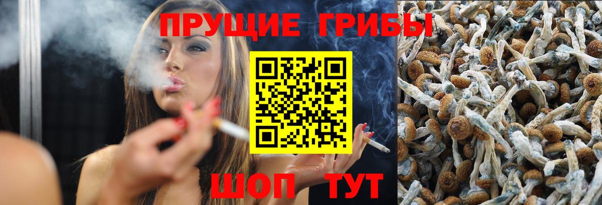 Псилоцибиновые грибы Psilocybine cubensis  Галлюциногенные грибы Cubensis  Черногорск  купить  сайты  Вход с VPN 